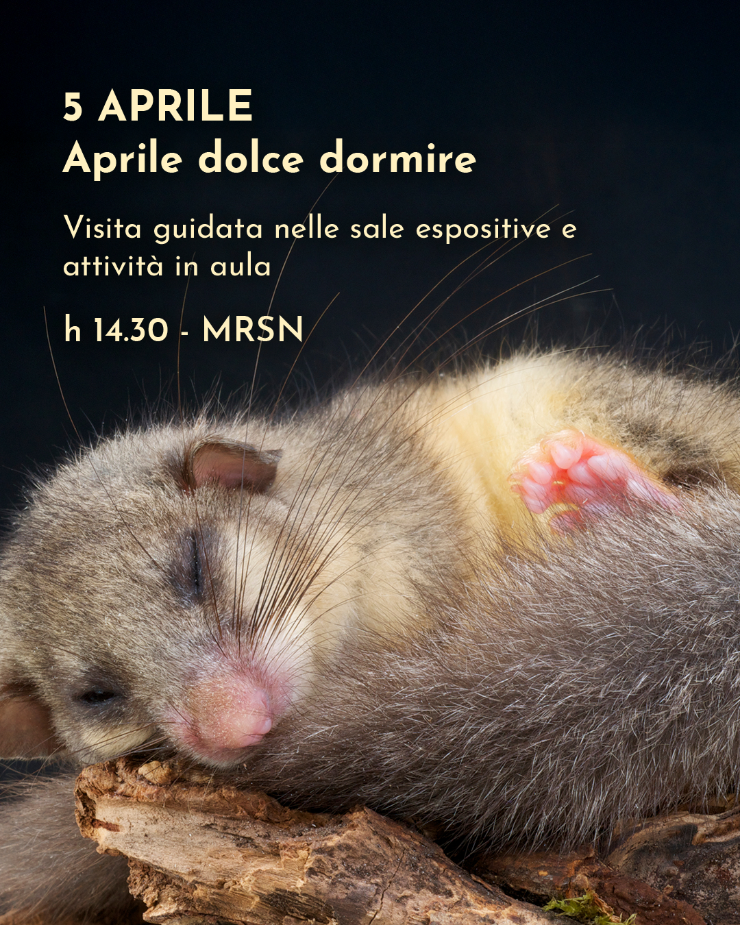 Aprile dolce dormire – visita guidata nelle sale espositive e attività in aula