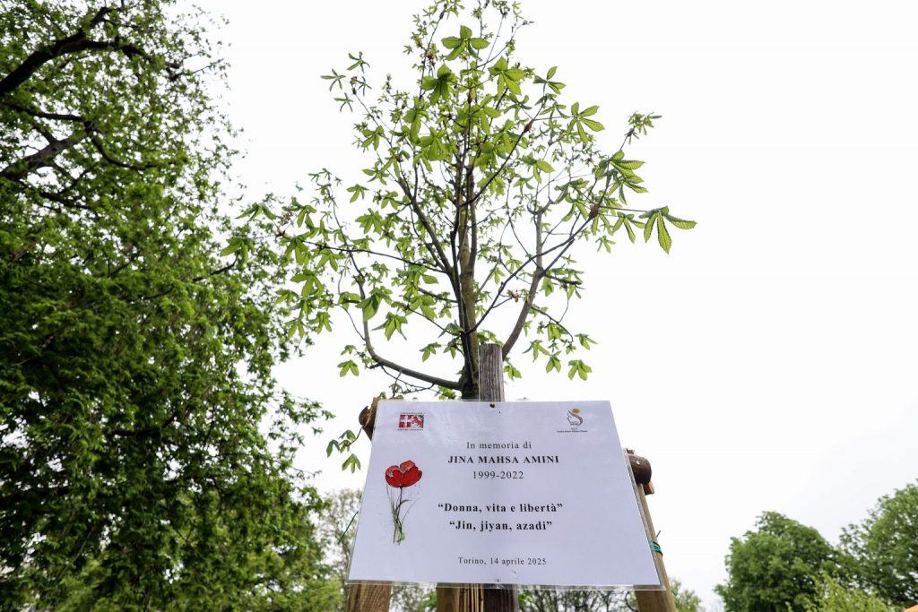 Albero in ricordo di Mahsa Amini